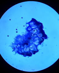 Balansiopsis guaduae