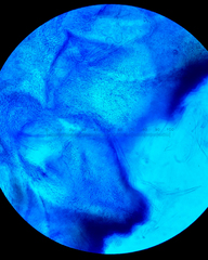 Balansiopsis guaduae