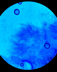 Balansiopsis guaduae