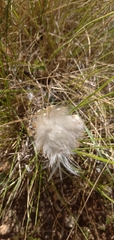 Leuzea conifera