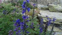 Delphinium dubium