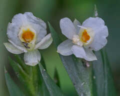 Lockhartia hercodonta