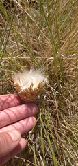 Leuzea conifera