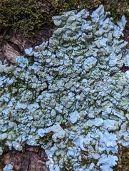 Crespoa crozalsiana