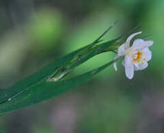 Lockhartia hercodonta