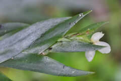 Lockhartia hercodonta