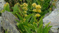 Gentiana burseri villarsii