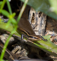 Psychosaura agmosticha