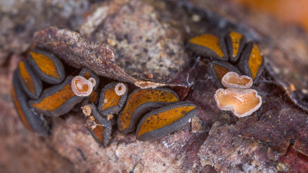 Unguiculariopsis