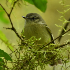 Phylloscartes ventralis