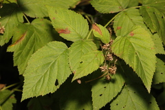 Rubus cockburnianus
