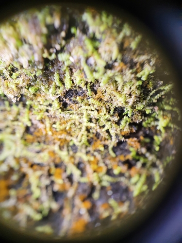 Image of Pearl Pouncewort by no rights reserved
