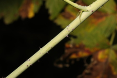 Rubus cockburnianus