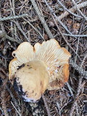 Lactifluus