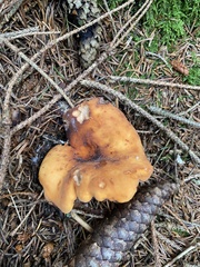 Lactifluus