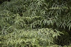 Gleichenella pectinata