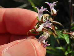 Cyphia crenata