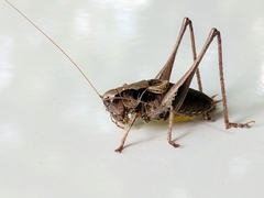 Pholidoptera griseoaptera