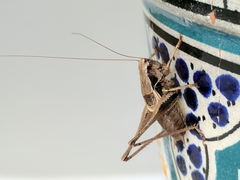 Pholidoptera griseoaptera