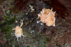 Stilbocrea macrostoma