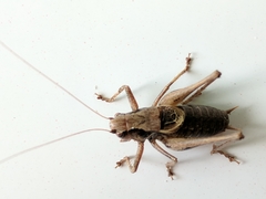 Pholidoptera griseoaptera