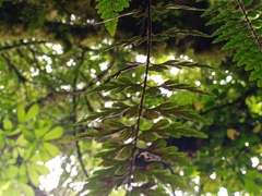 Asplenium aethiopicum