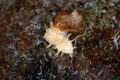 Stilbocrea macrostoma