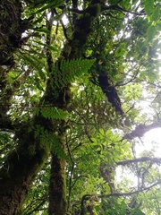 Asplenium aethiopicum