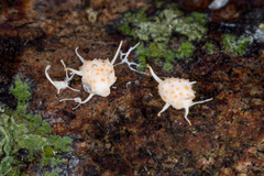 Stilbocrea macrostoma