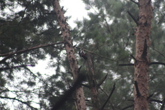 Dendrocopos major
