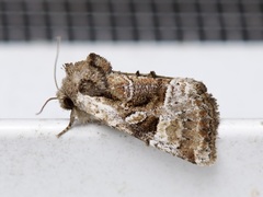 Meropleon ambifusca