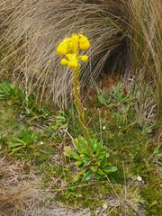 Senecio chionogeton