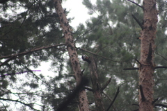Dendrocopos major