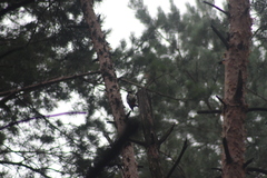 Dendrocopos major