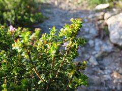 Agathosma thymifolia