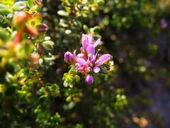 Agathosma thymifolia