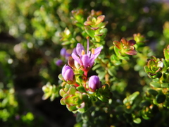 Agathosma thymifolia