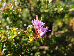 Agathosma thymifolia