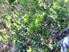 Agathosma thymifolia