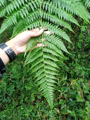 Athyrium atroviride