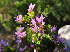 Agathosma thymifolia