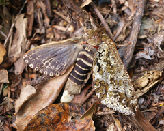 Dumbletonius characterifer