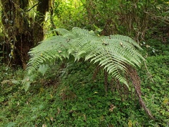 Athyrium atroviride