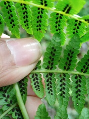 Athyrium atroviride