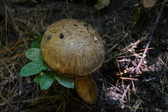 Suillus viscidus