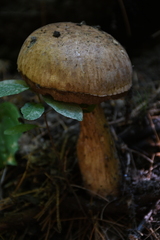 Suillus viscidus