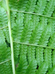 Athyrium atroviride