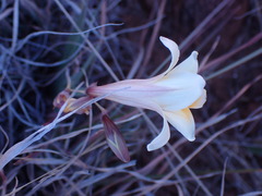 Freesia andersoniae