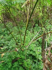 Athyrium atroviride