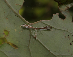 Pterophorus furcatalis
